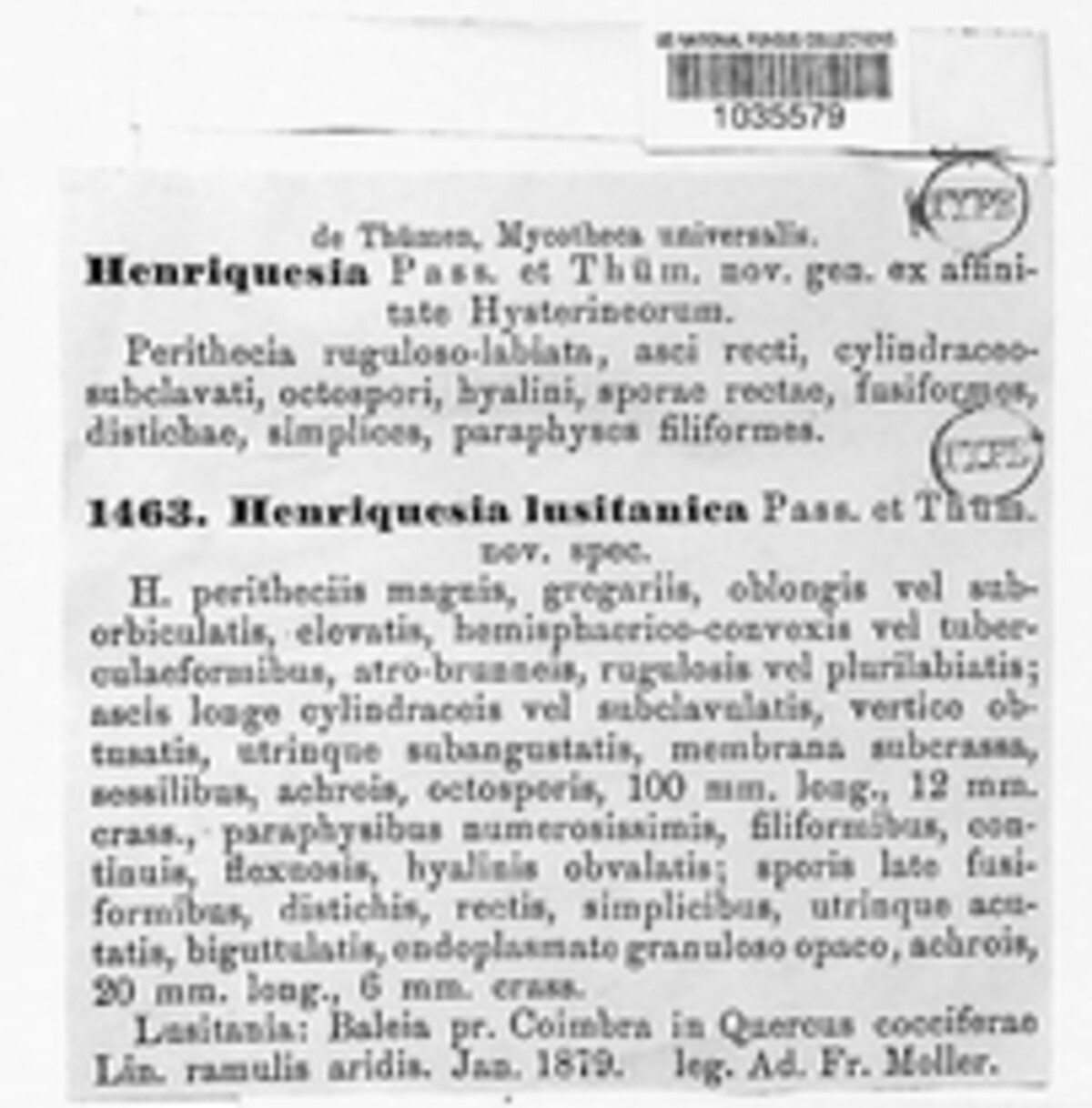 Delpinoina image